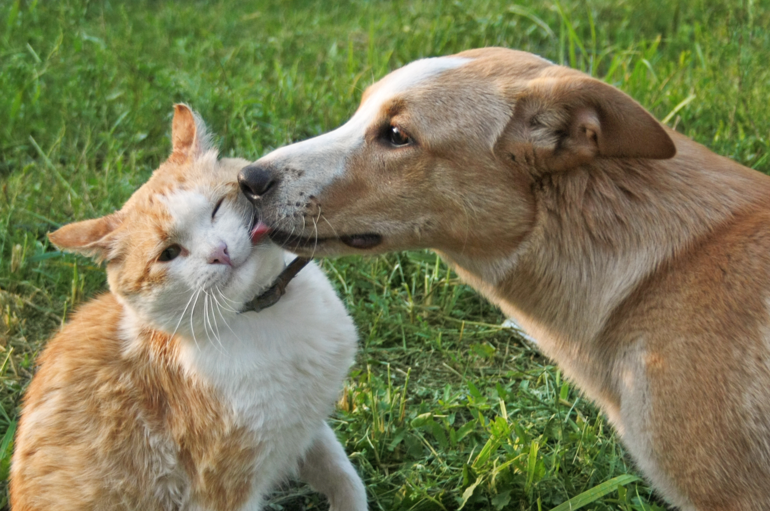 Dog licking a cat’s face outside