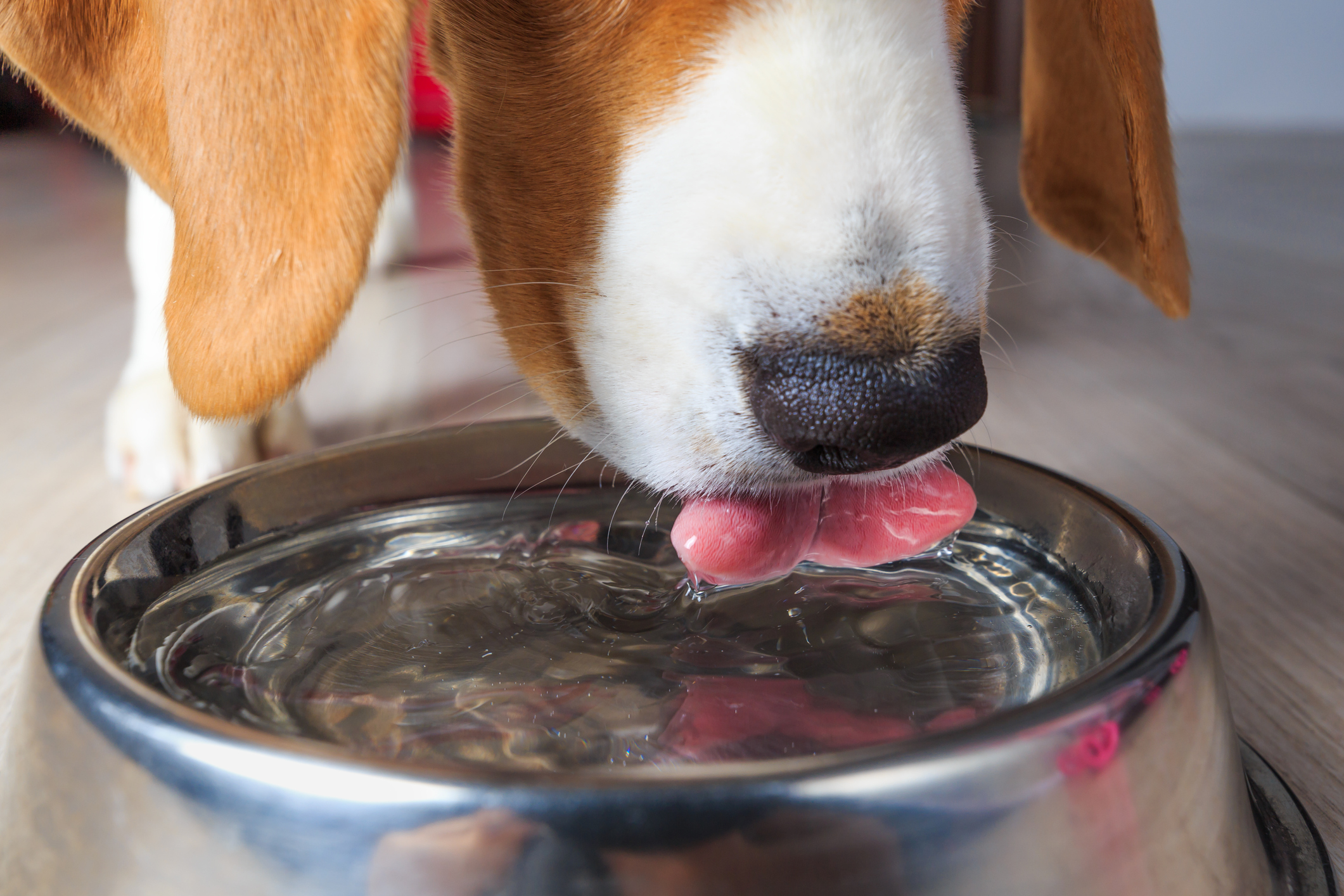 Closeup of Beagle drinking water with dental additive
