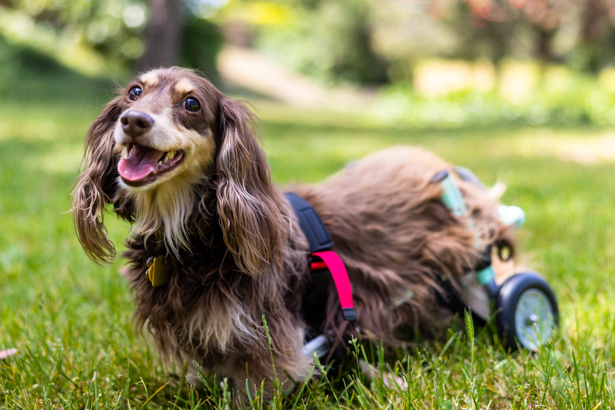Long haired Dachshund with intervertebral disc disease (IVDD) smiling with doggy wheelchair mobility aid in grass