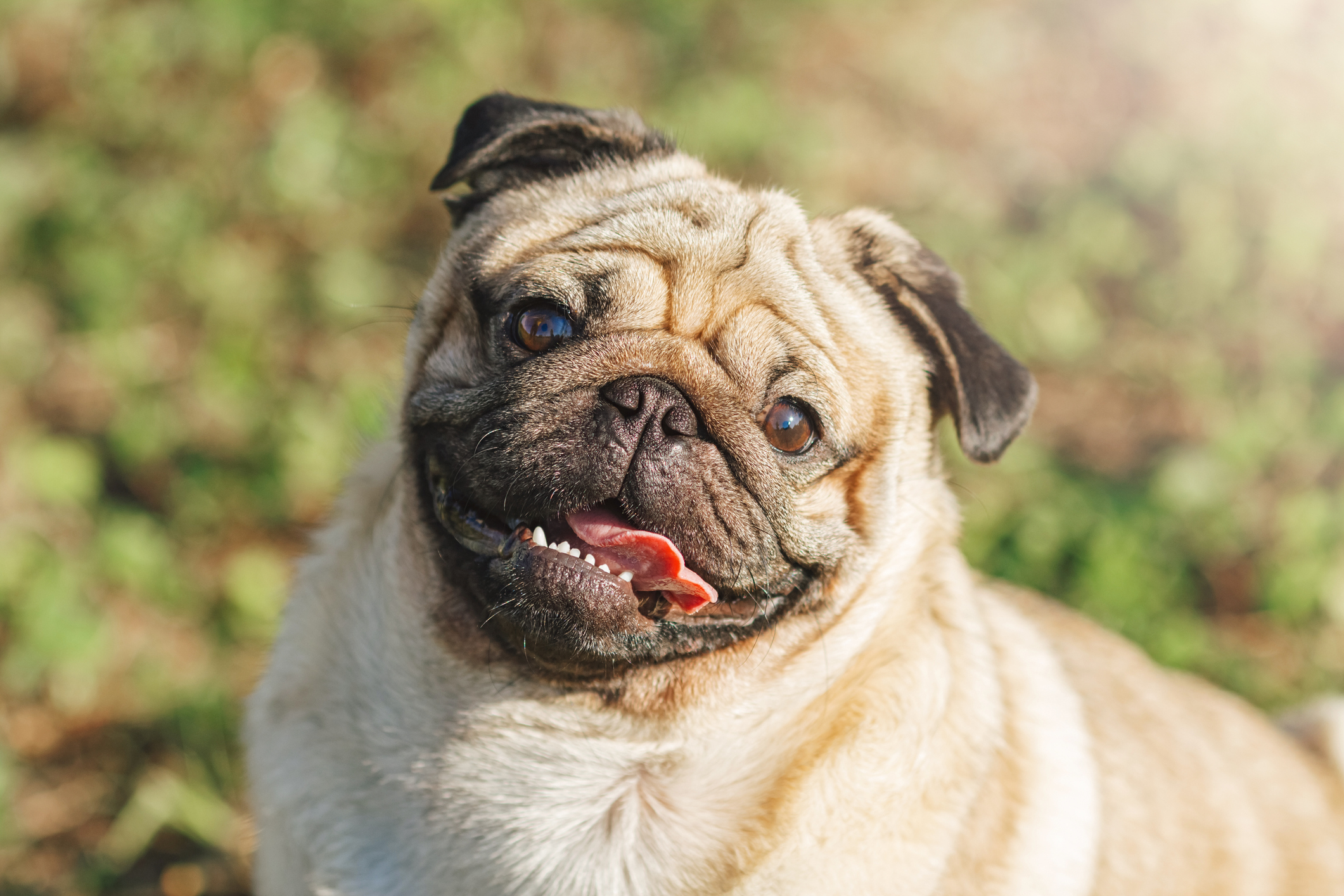 Fawn pug smiling in the sunlight. 