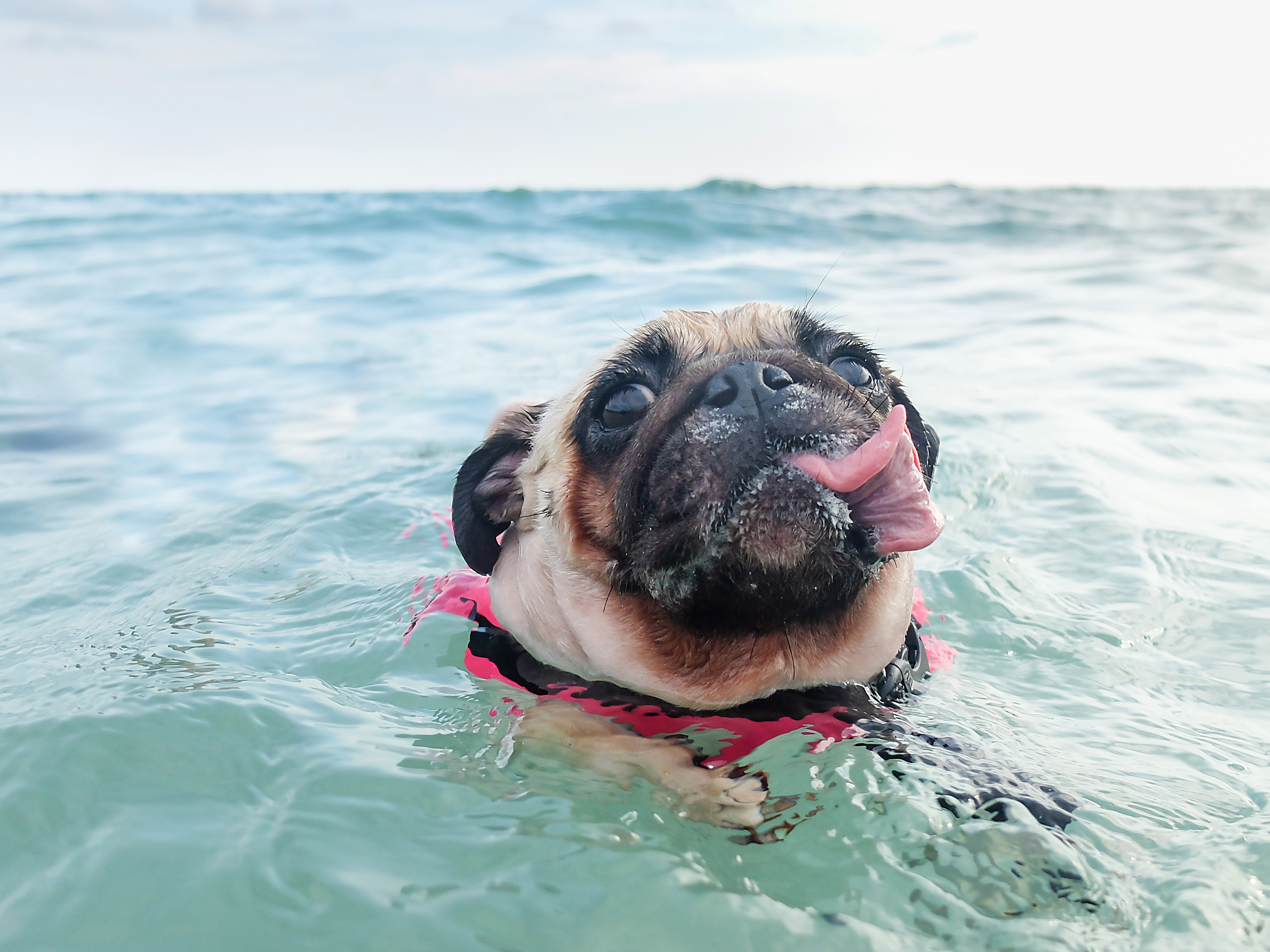 Pug swimming in the ocean wearing a pink life vest
