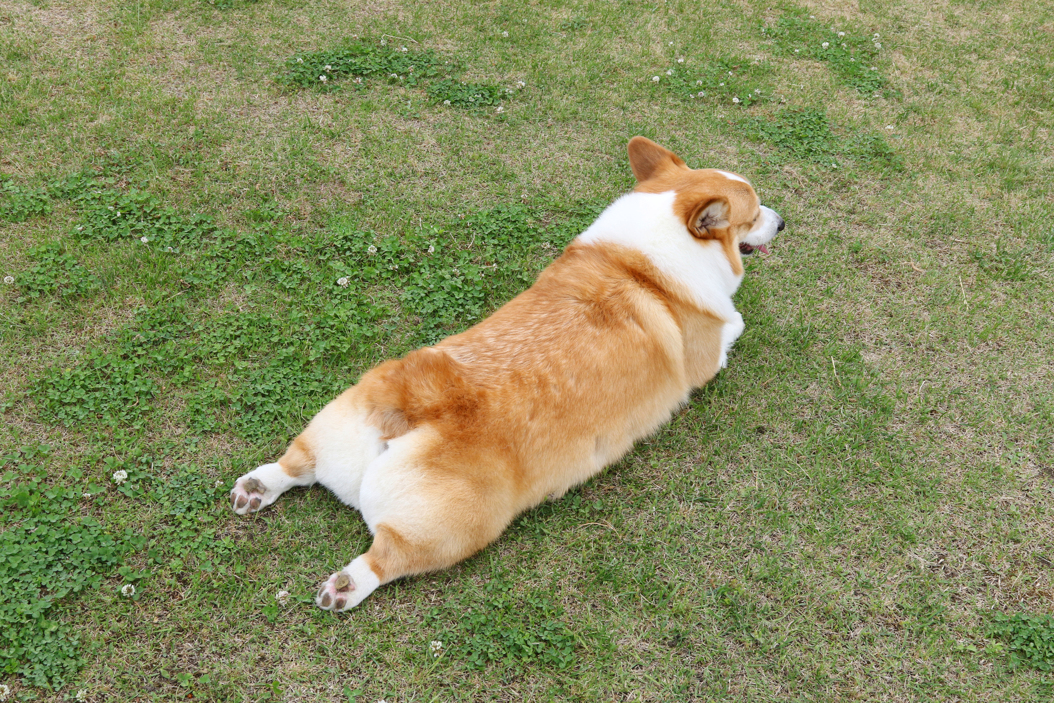 A tan and white Pembroke Welsh Corgi laying in the grass in the sploot position with legs stretched out behind him