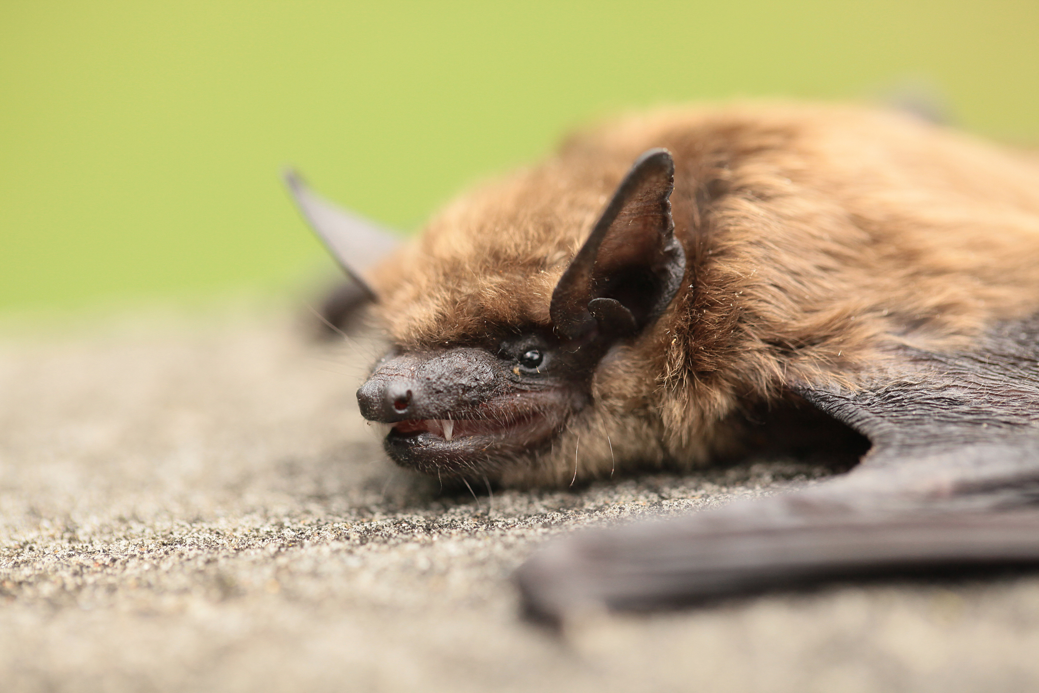 Closeup of a big brown bat on the ground. 