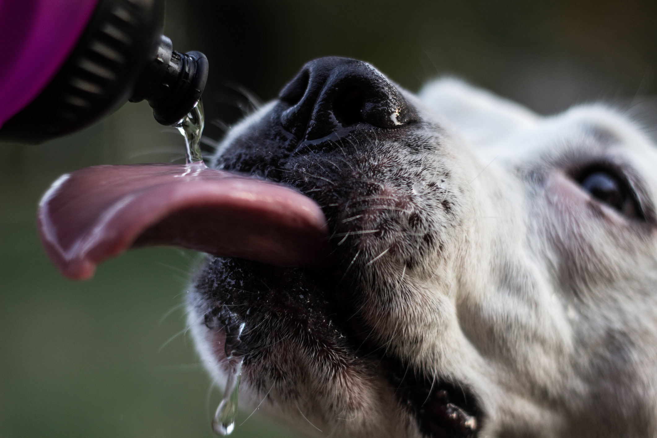 Closeup of dog drinking from water bottle