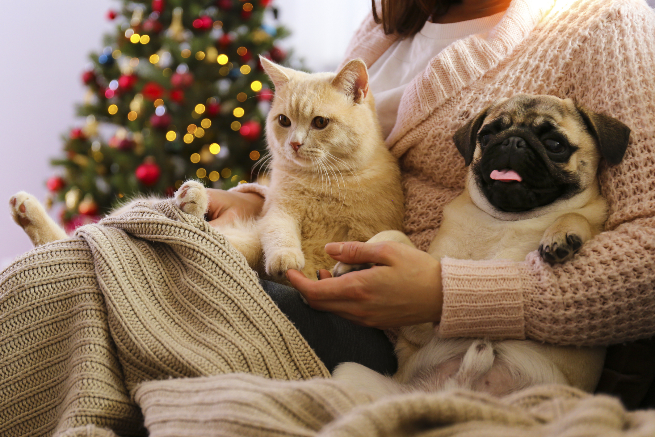 Pug and orange cat cuddling in pet parent’s lap in front of a Christmas tree
