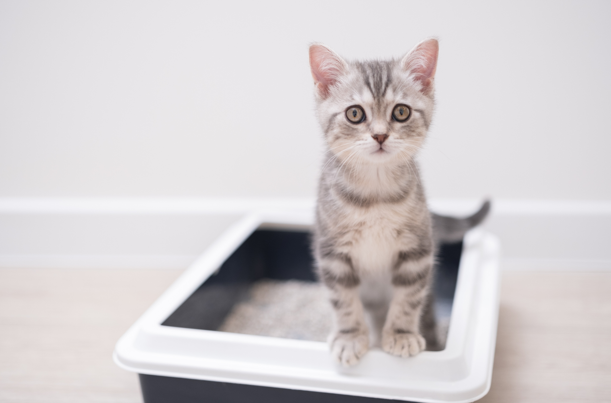 Grey tabby kitten standing in litter box.
