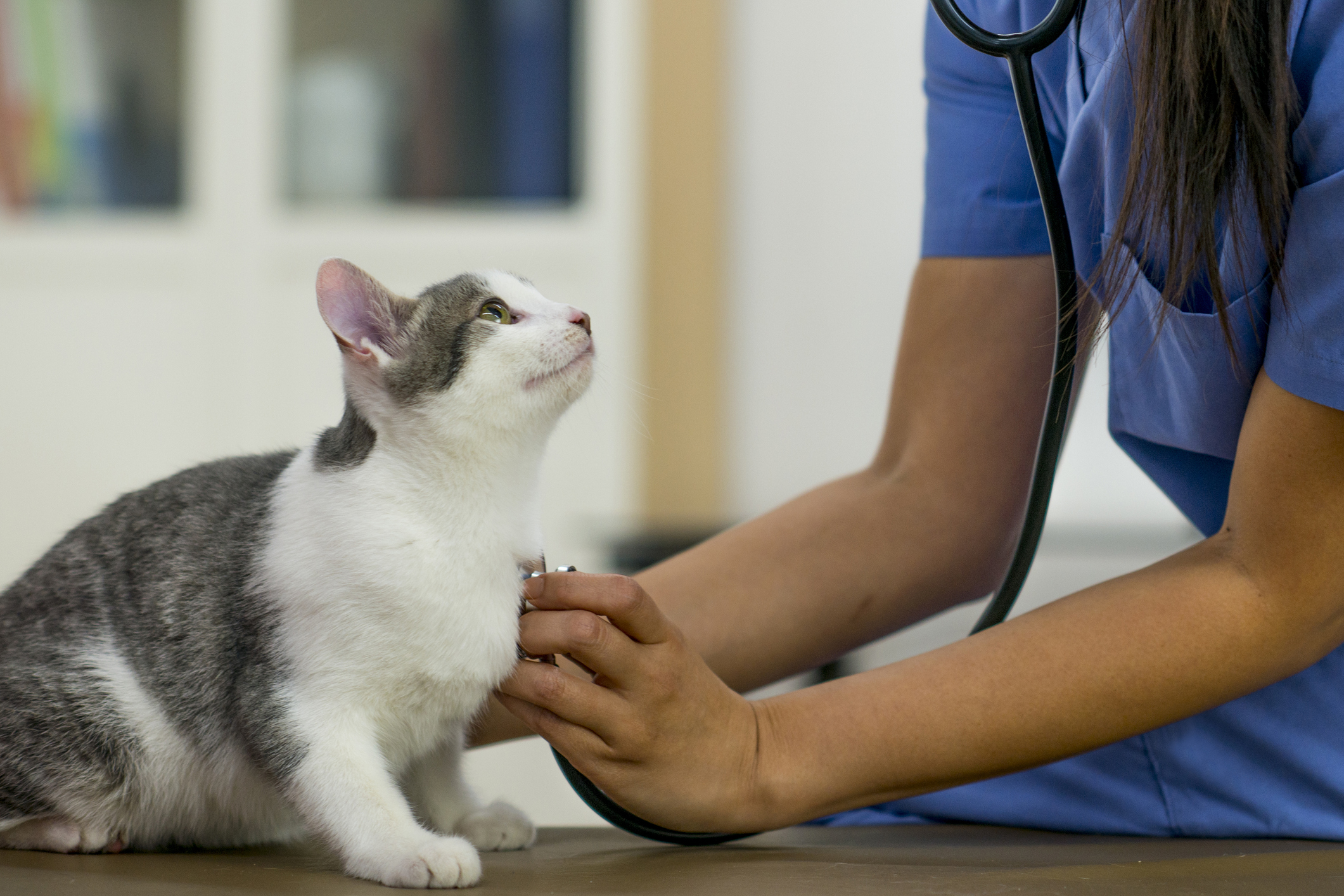 Grey and white cat looks up at vet with stethoscope at annual wellness visit