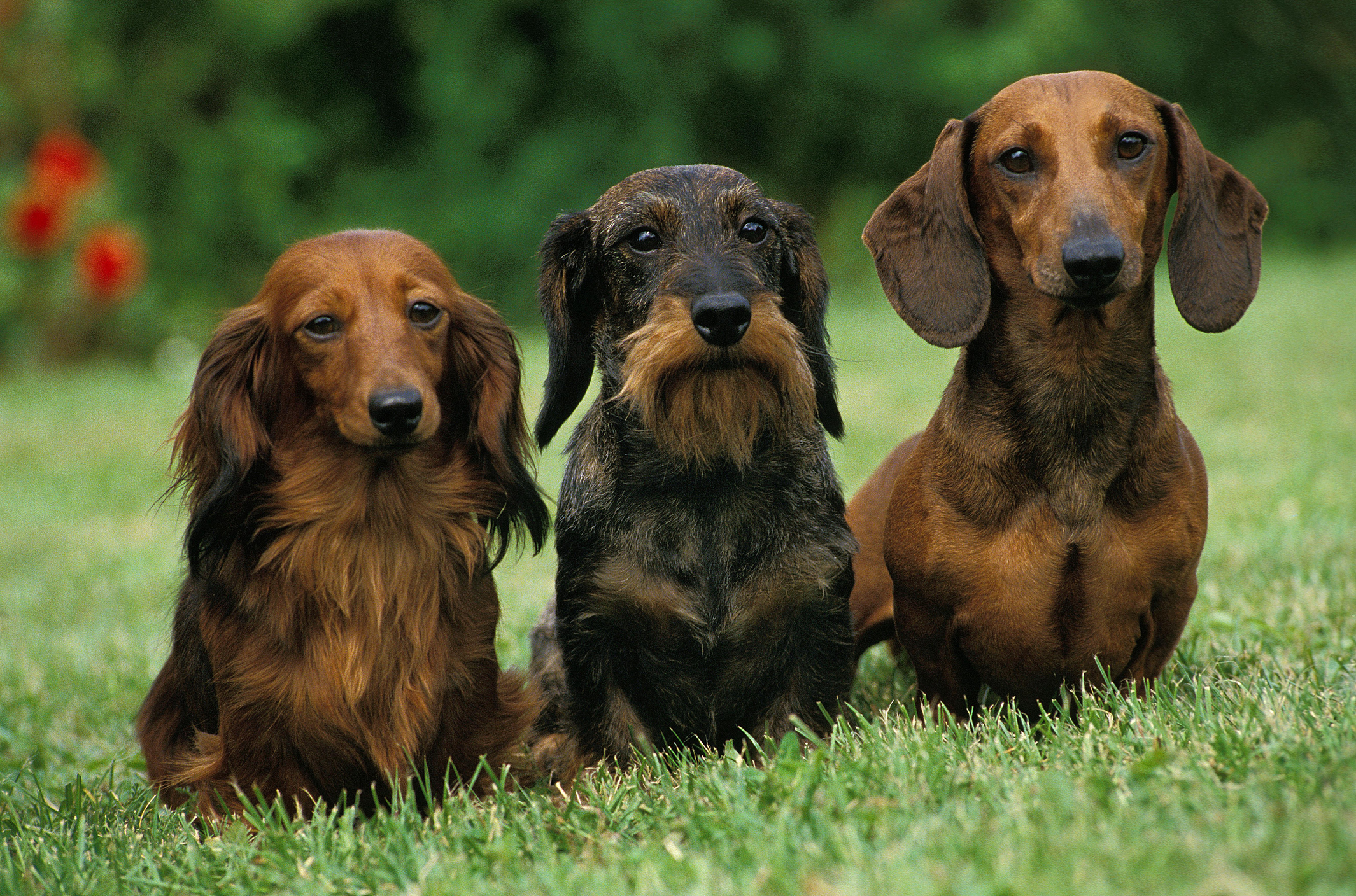 Longhaired, wirehaired and smooth coat Dachshunds sitting in grass