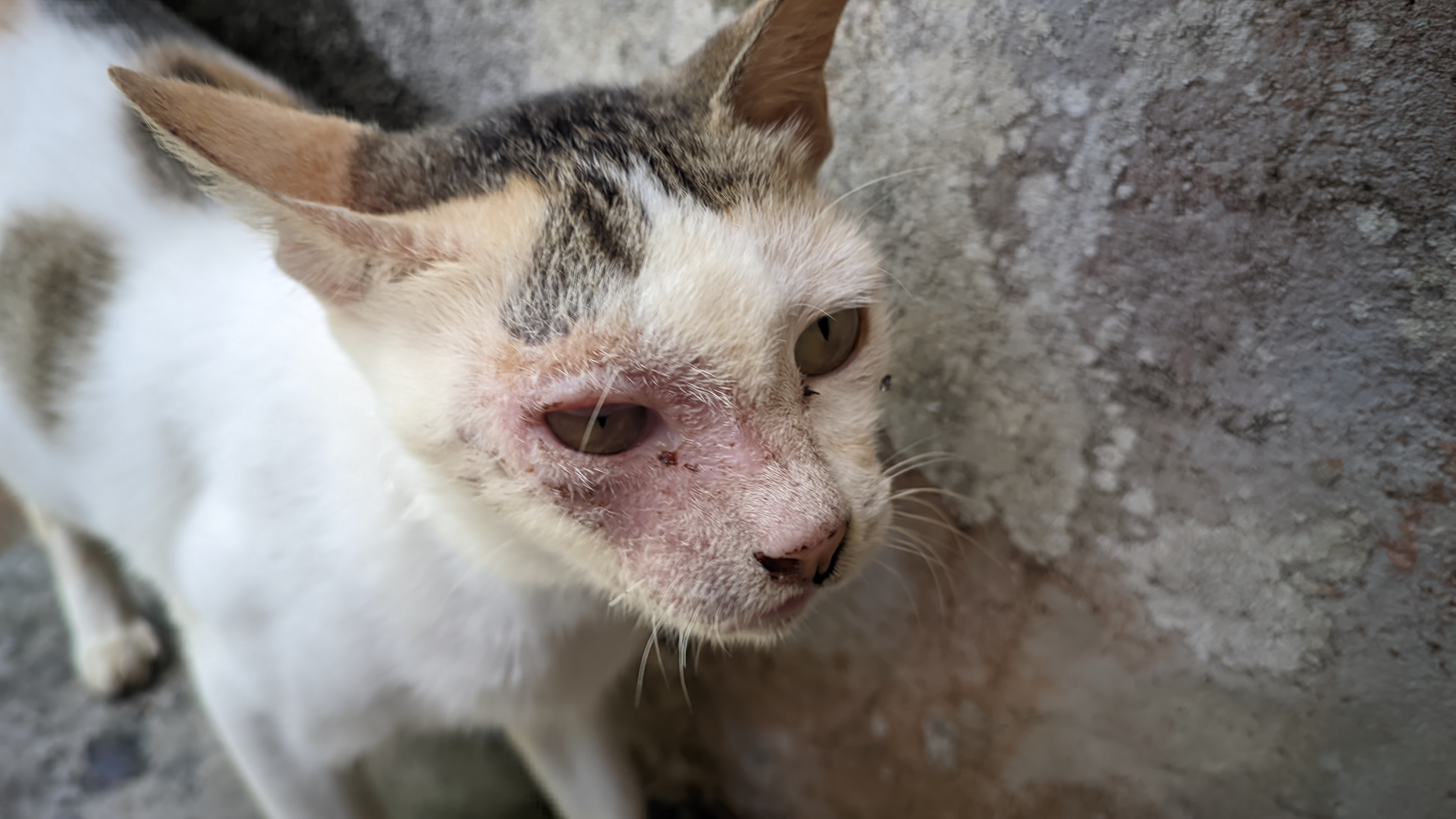 Cat with untreated ringworm lesion on face