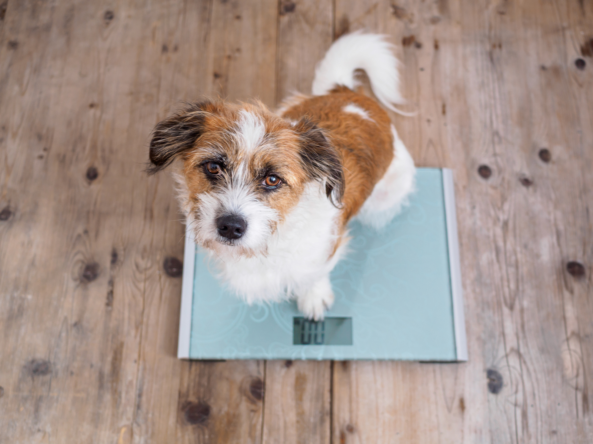 Mixed breed terrier standing on a home kitchen scale