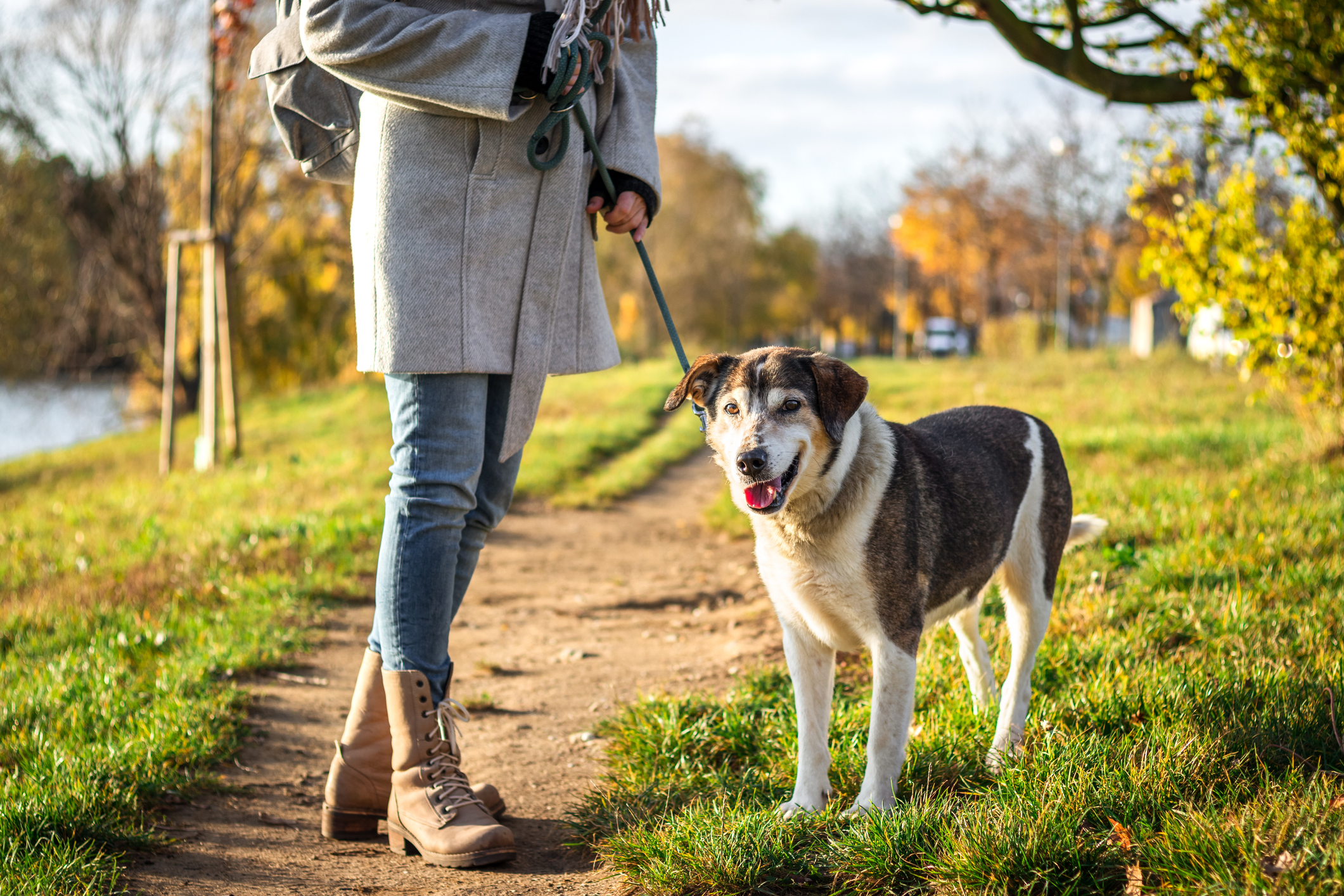  Mixed breed dog walking on leash with pet parent. 