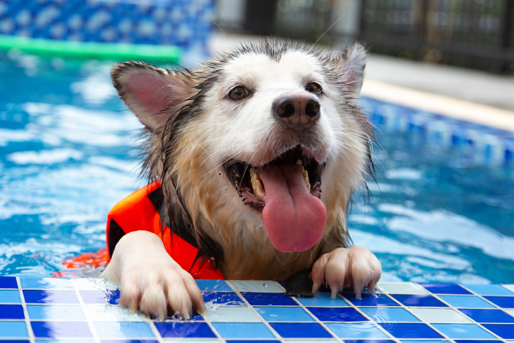 A happy Alaskan Malamute dog swimming in a pool with a life vest