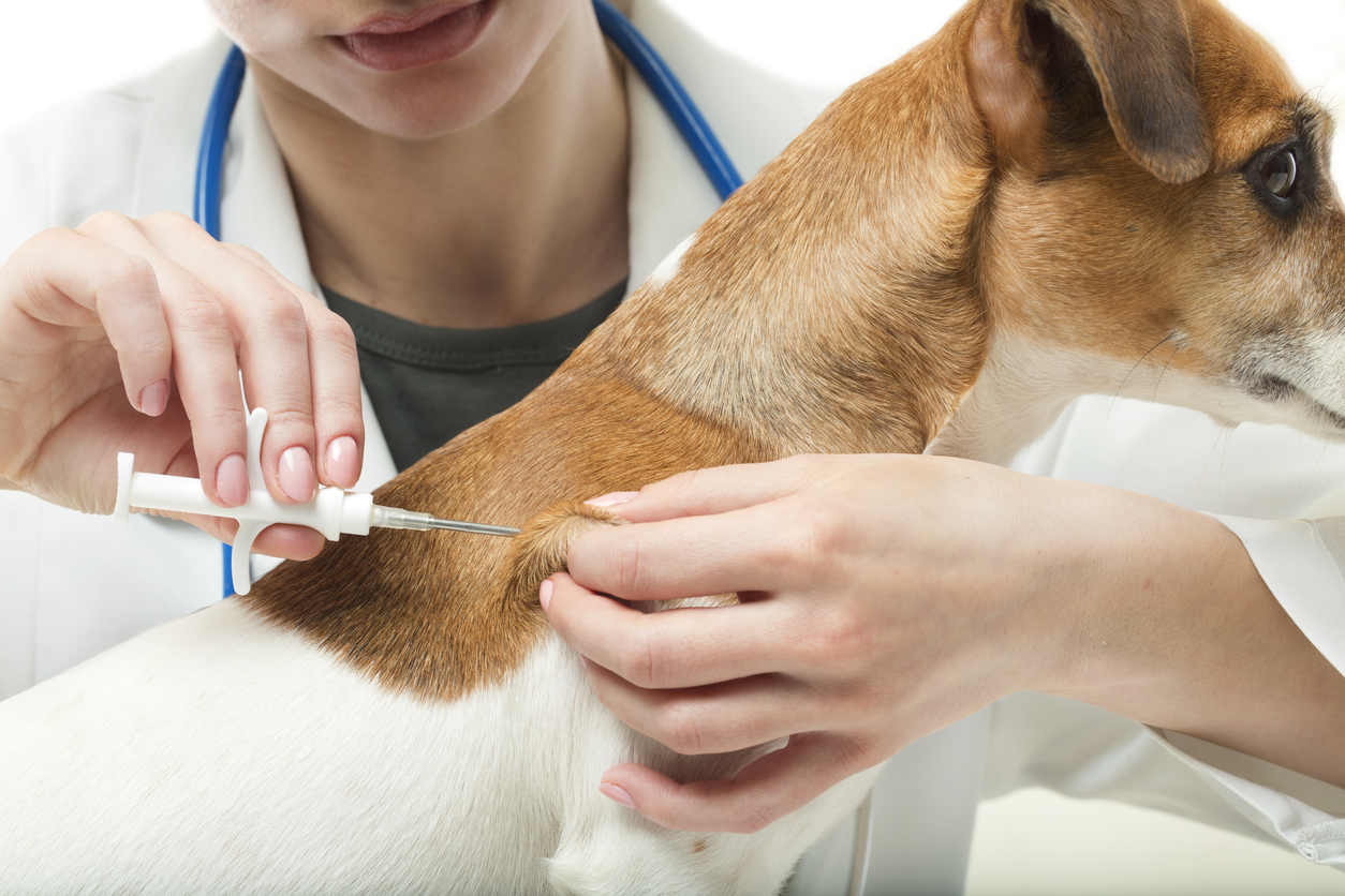 Closeup of veterinarian implanting a microchip for a jack russell terrier