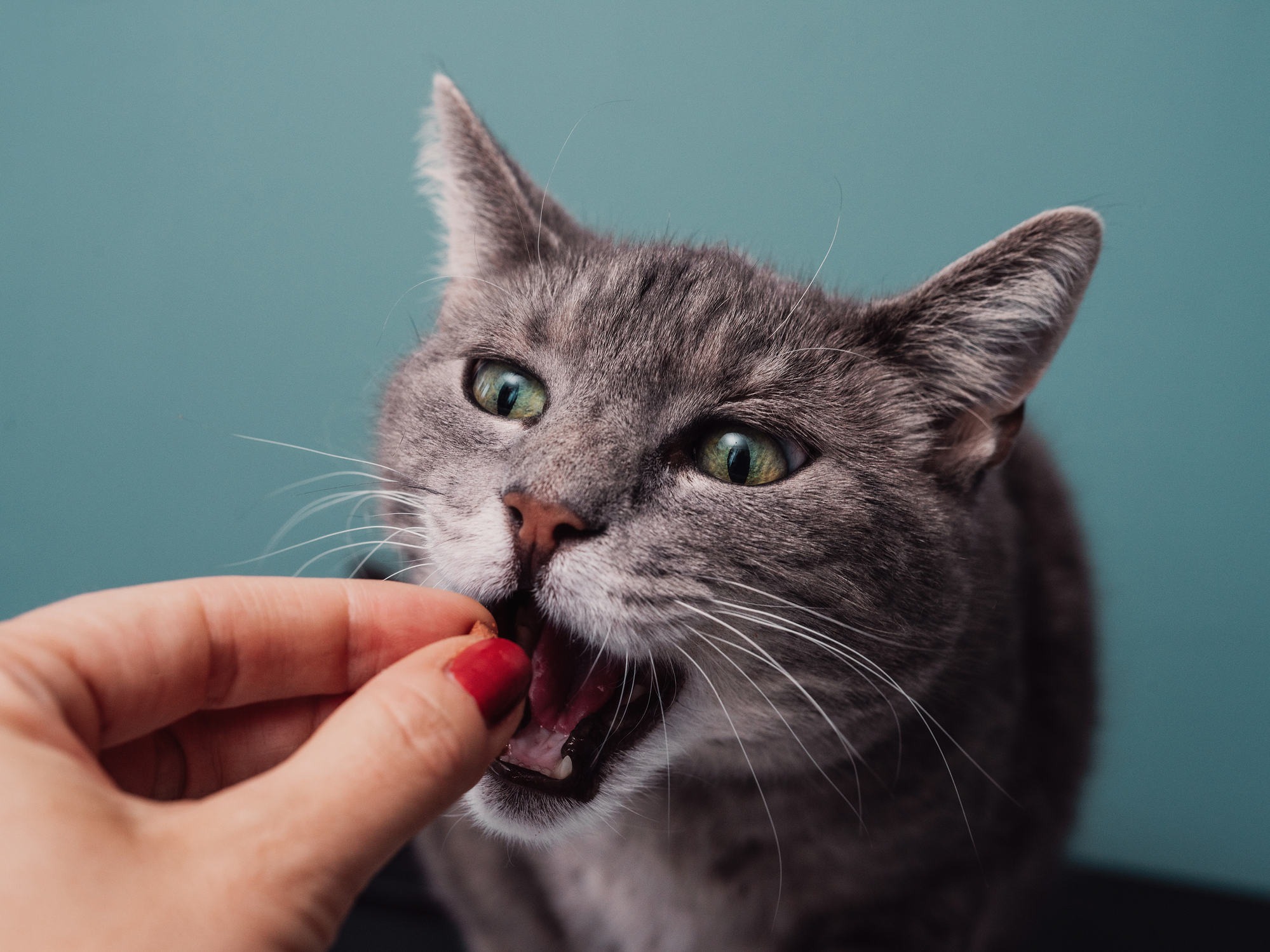 Closeup of gray tabby cat being given an oral flea and tick chewable pill