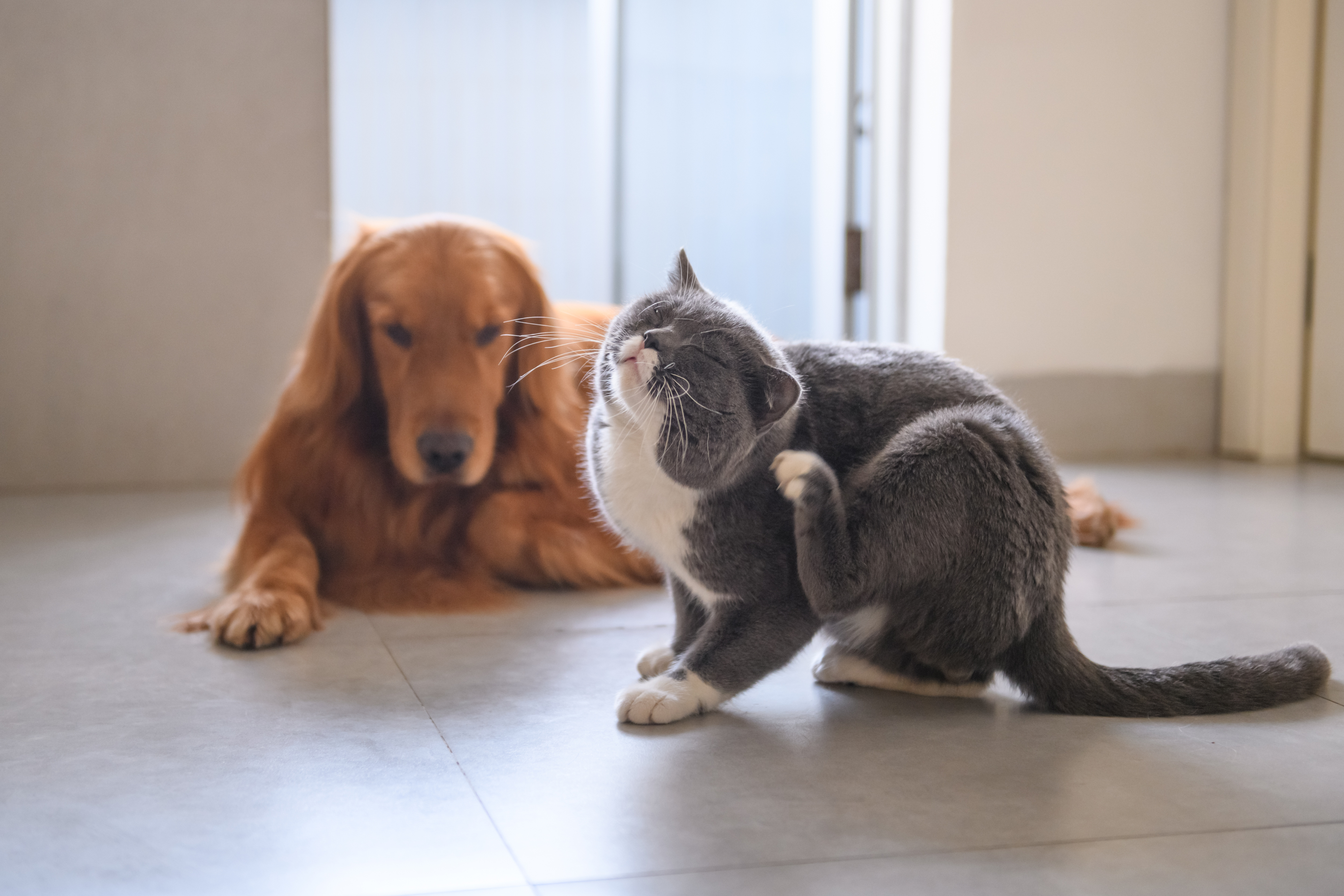 Golden Retriever dog and British Shorthair cat. 