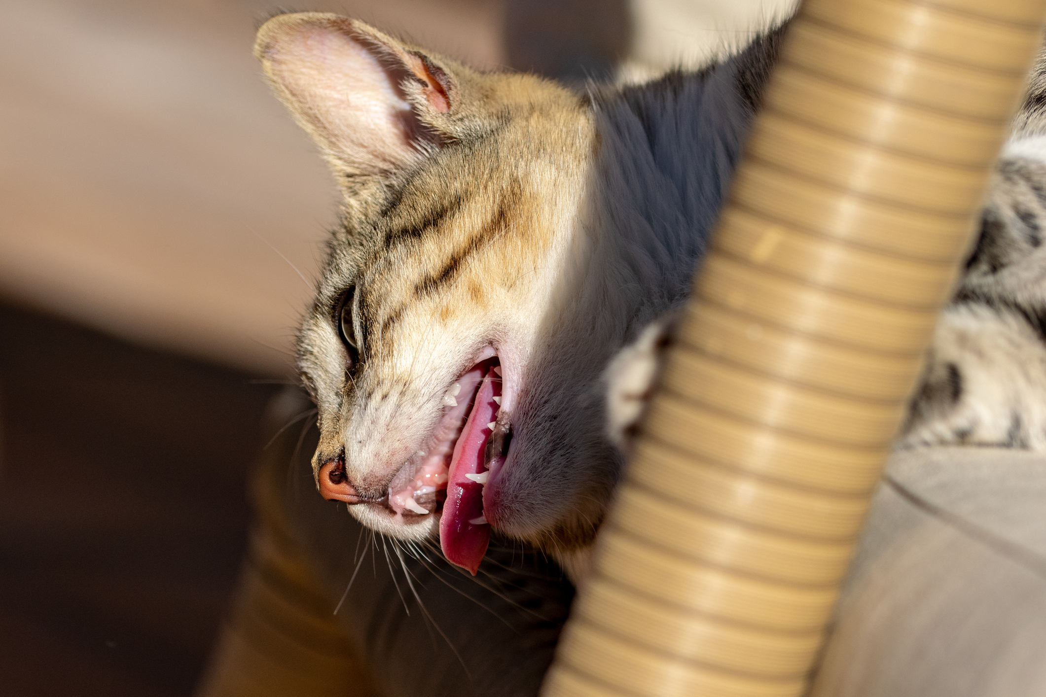 Domestic shorthair tabby panting with tongue out after playing