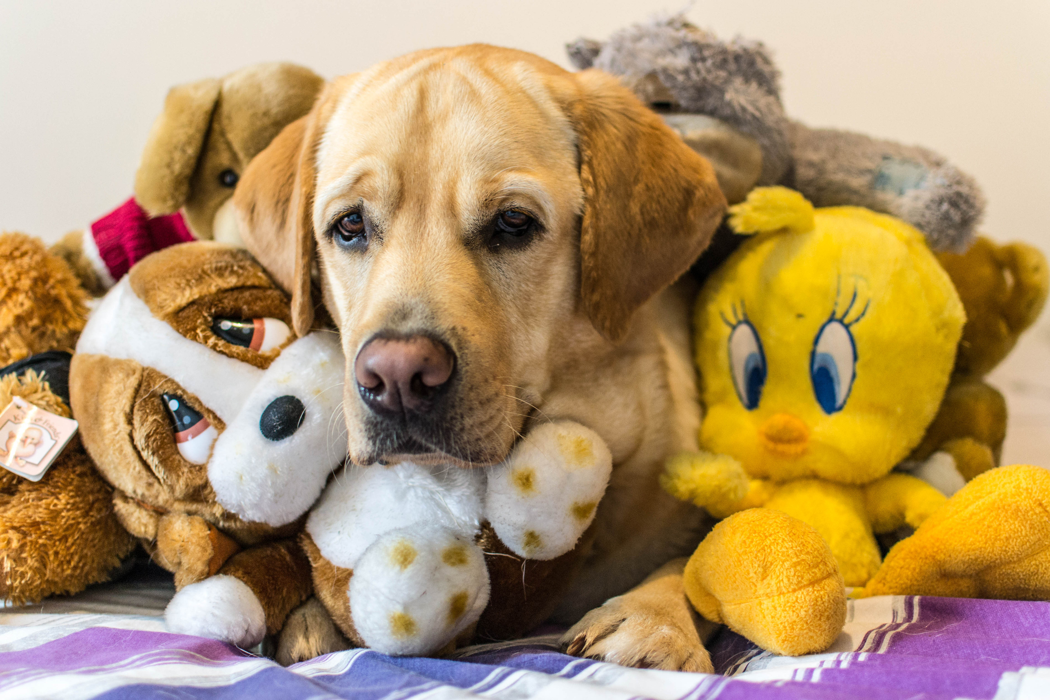 Yellow labrador hiding in a pile of stuffed toys