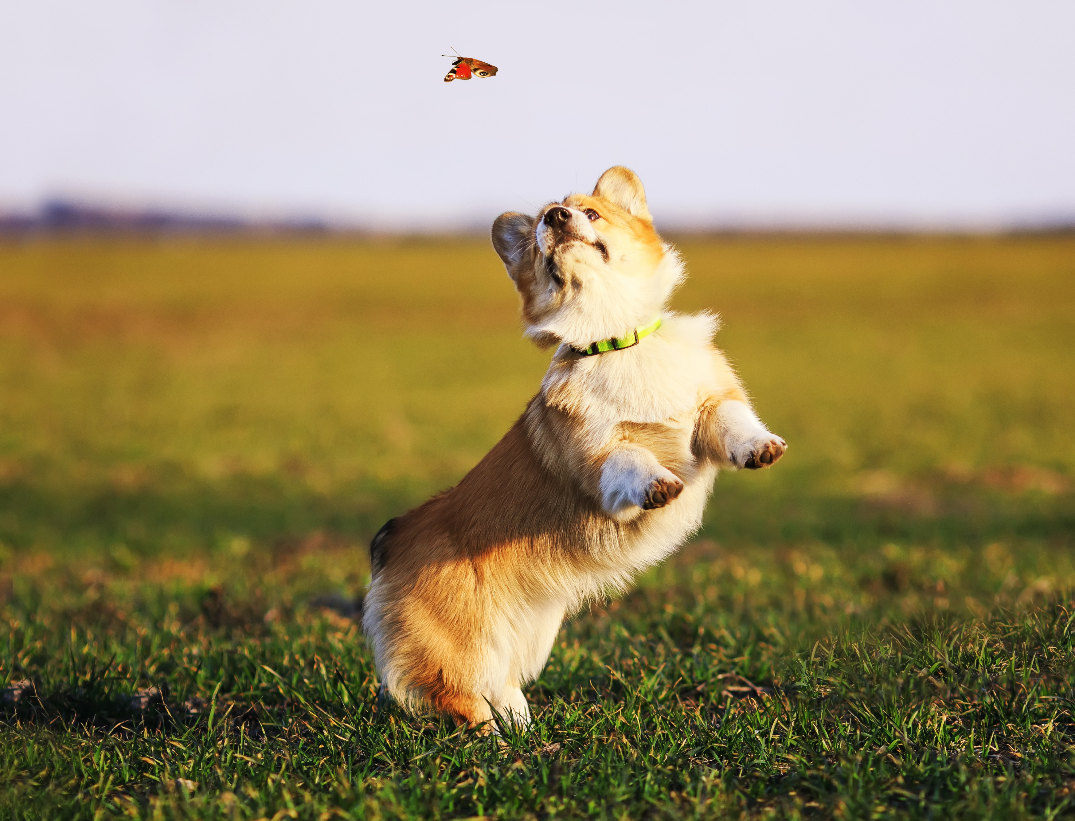 Distracted Pembroke Welsh Corgi puppy chasing butterfly