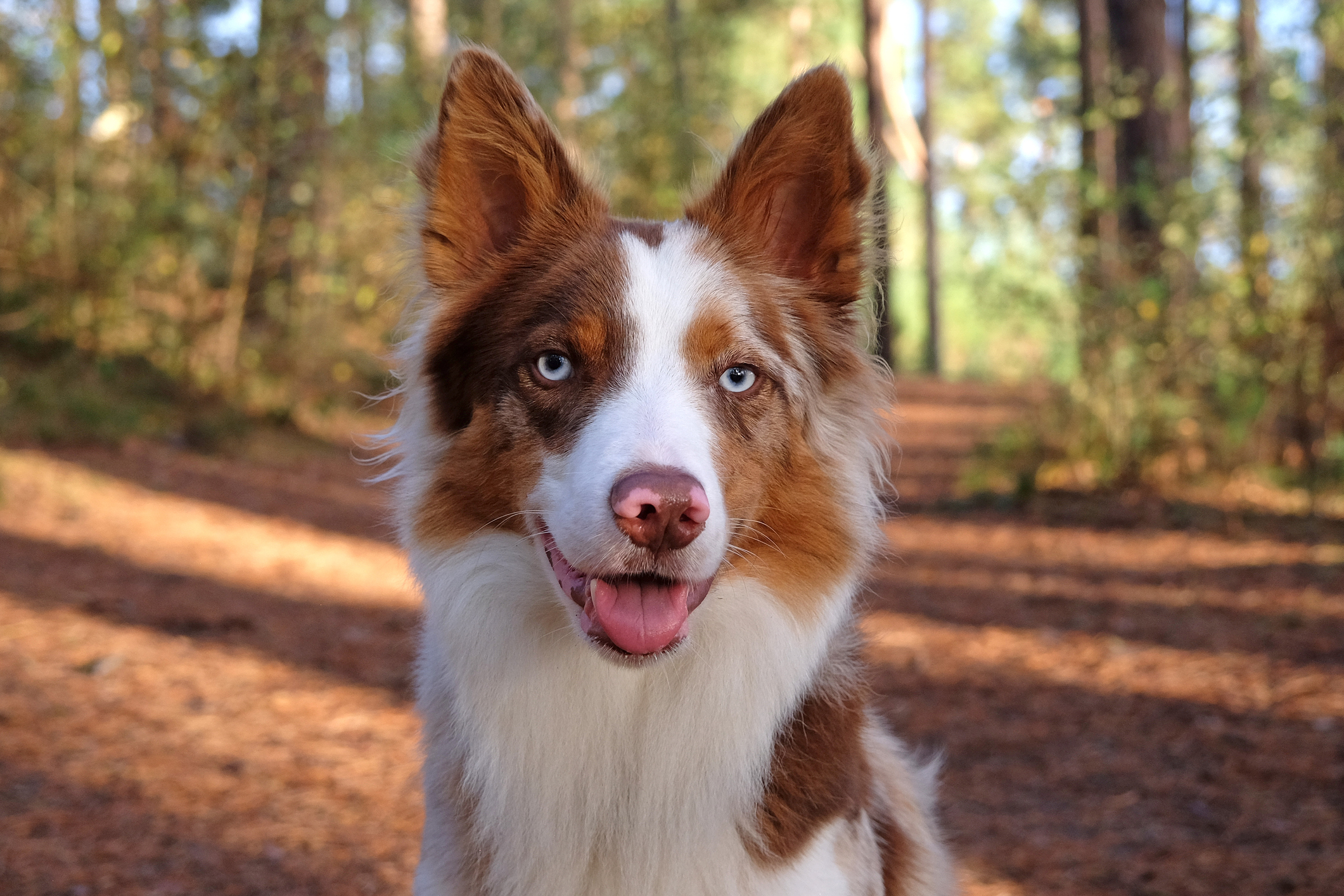 Tricolor sable merle Border Collie with blue eyes