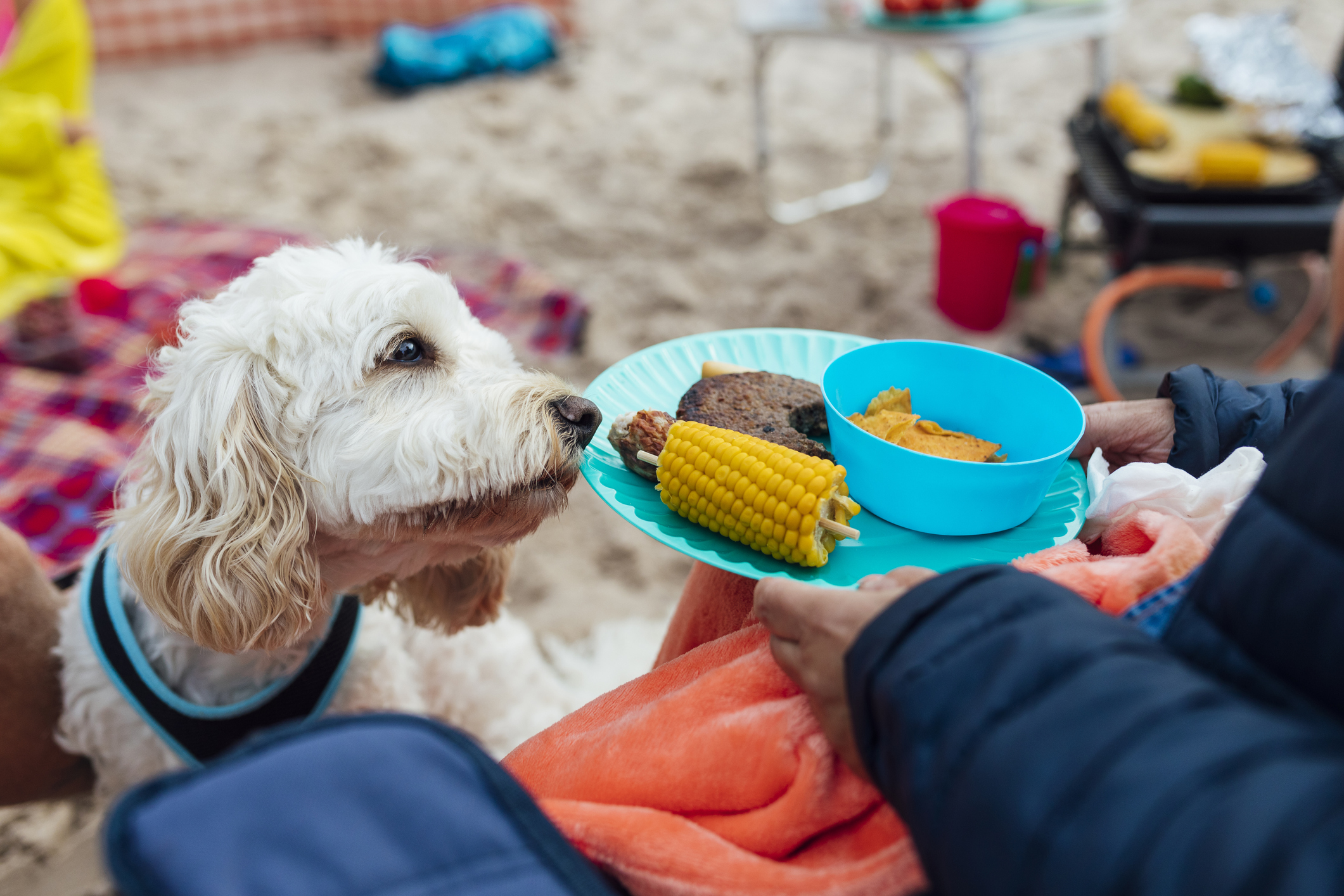 Cockapoo sniffing grilled corncob on owner's plate at a beach barbecue