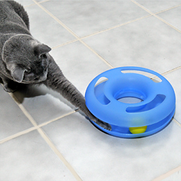 Crazy Circle Interactive Cat Toy Usage
