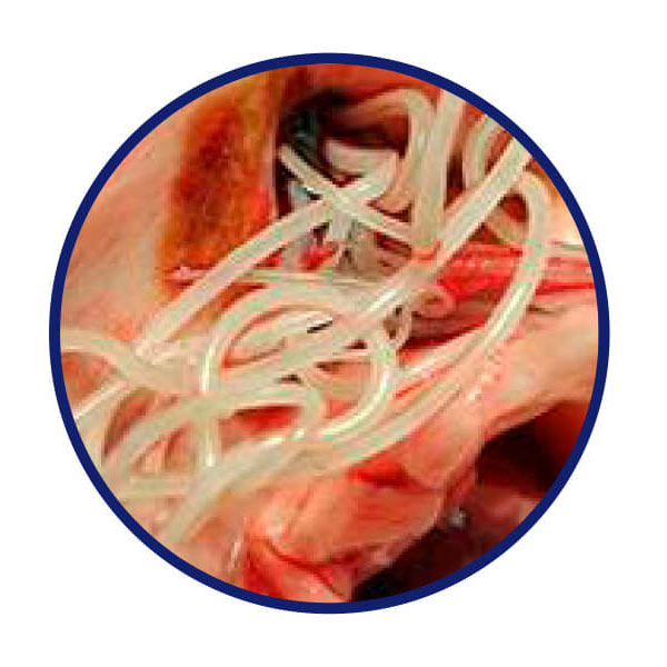 Heartworms in dogs