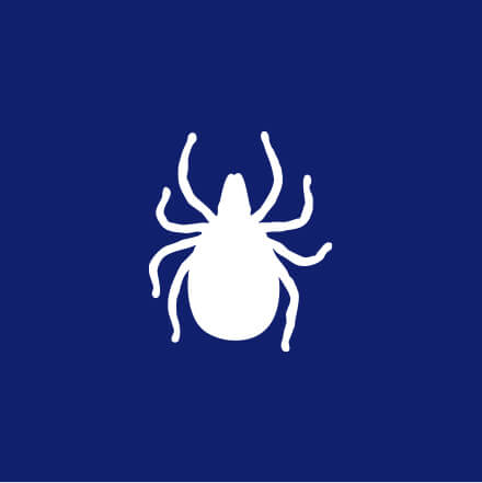 TICKS